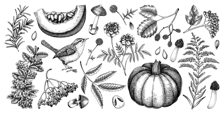 Autumn botanical sketches. Hand drawn vector illustrations of fall leaves, pumpkins, mushrooms, and birds. Thanksgiving day design elements. NOT AI generated